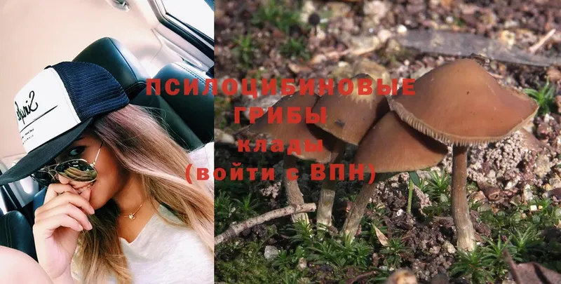 omg зеркало  Гагарин  маркетплейс как зайти  Галлюциногенные грибы Psilocybe 